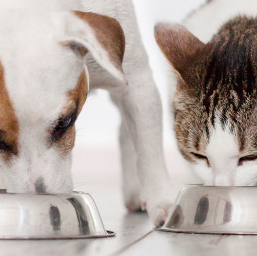 Cats and dogs don’t eat in the same way