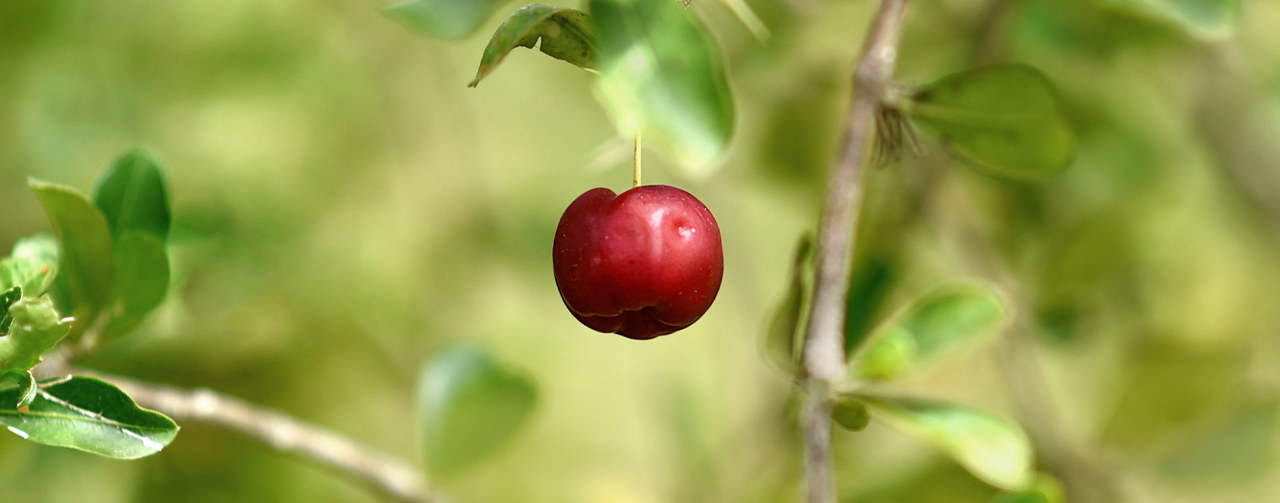 Acerola cherry