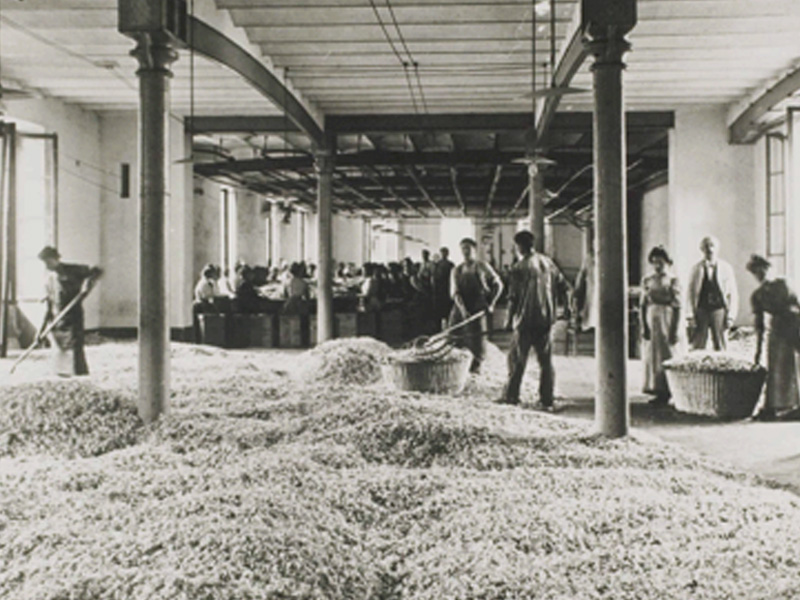 Arbeiter sammeln Lavendelblüten vom Boden einer alten Fabrik auf