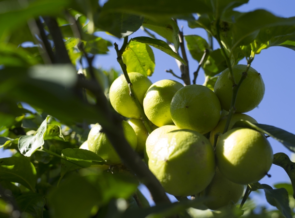 Several citrus fruits on a branch.