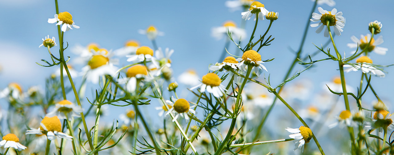 chamomile flowers