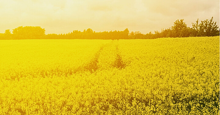 Feld mit gelben Blumen in der Sonne