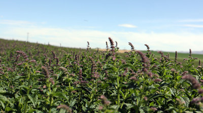 Symrise sustainable mint mint field