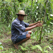 vanilla from Madagascar