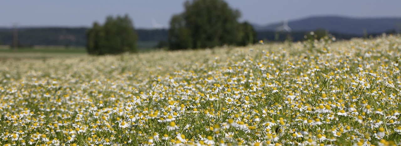 Unser Ziel: Klimapositiv ab 2030