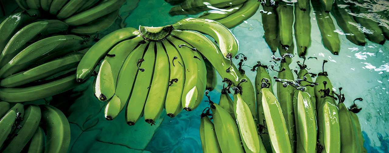 Bananas floating in water