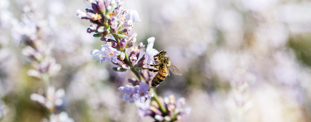 Bee and flower