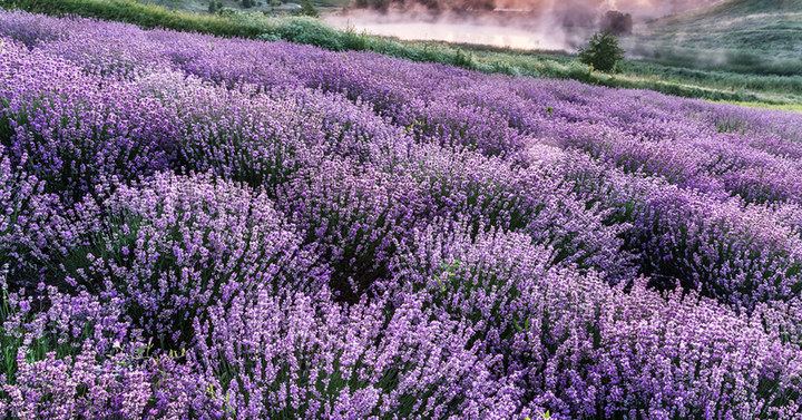 Lavendel-Feld