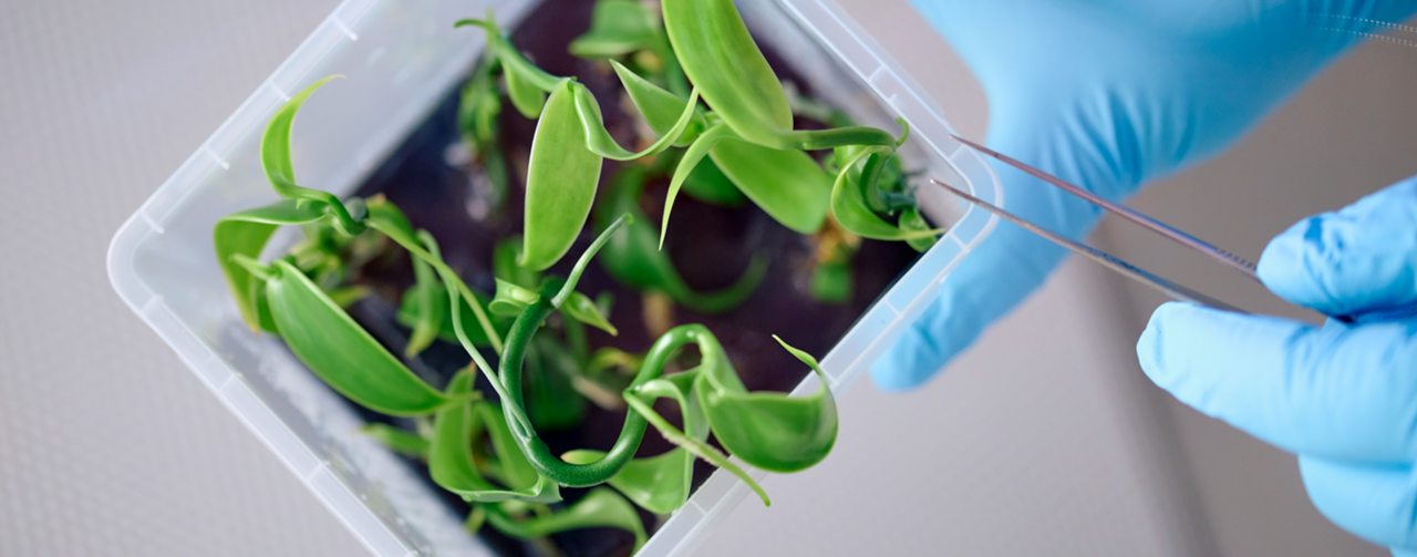 Innovating in Vanilla