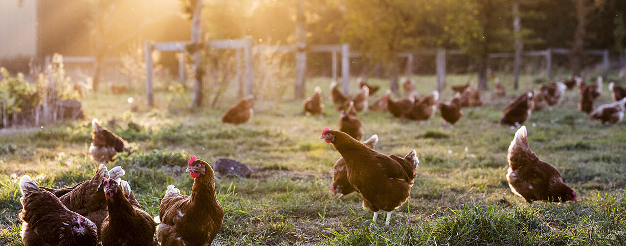 Chickens on a meadow