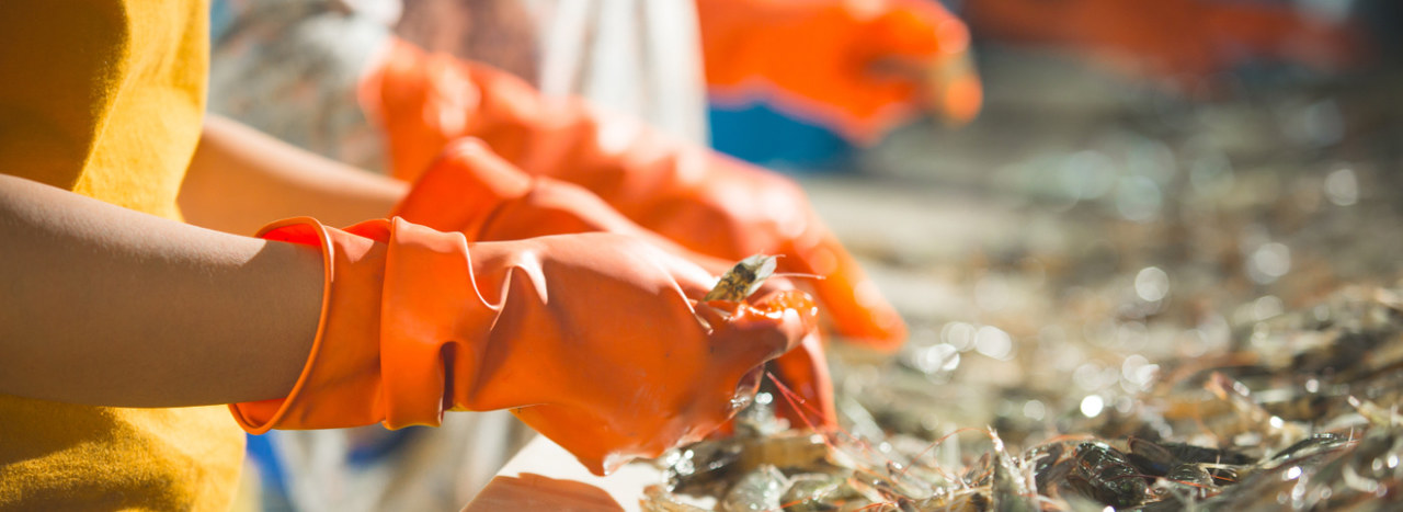 Hands with plastic orange gloves are holding seafood.