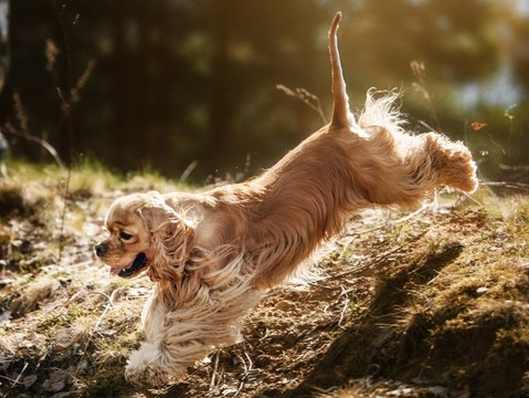 The Rise Of Pet Parenting Symrise
