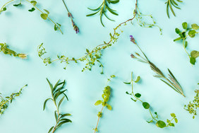 Symrise cooperates with French company Antofénol 