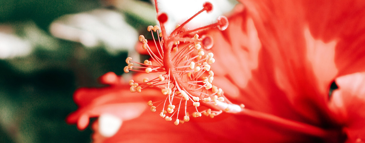 Hibiscus blossom