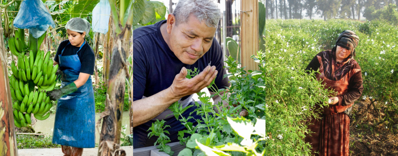 photos of 3 differents farmers with green plants