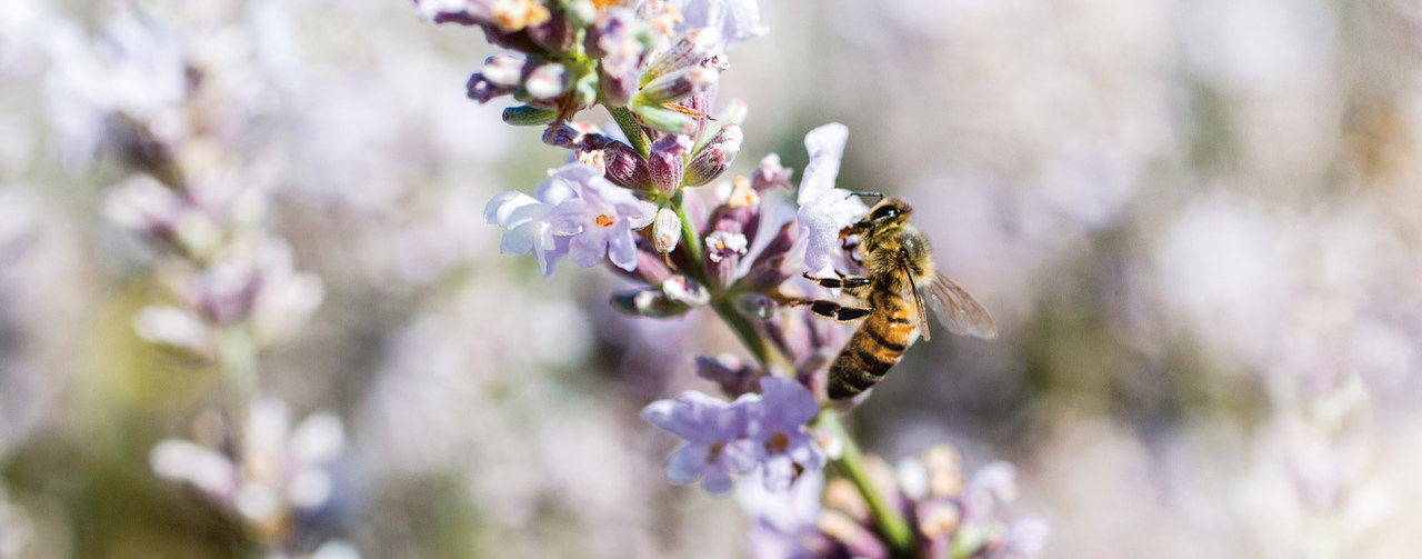 Bee on flower