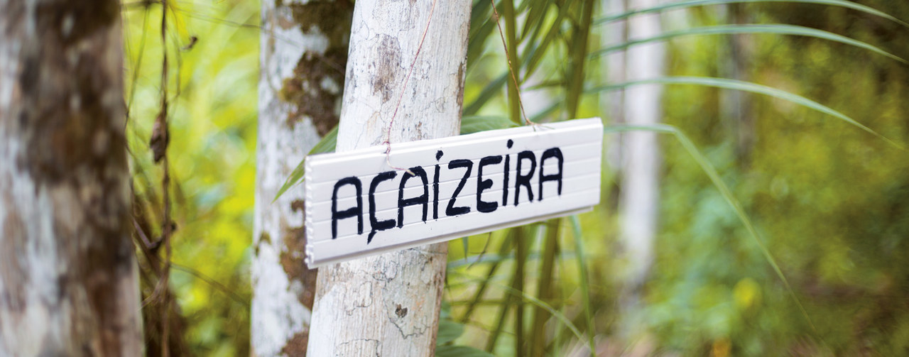 Sign saying "Acaizeira" hanging on a tree