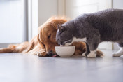 Eating dog and cat