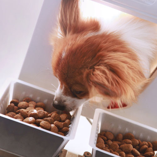 Choosing the Right Pet Food Bowl A Comprehensive Guide