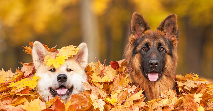 Zwei schönen Hunde unter Herbstblättern