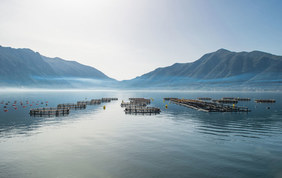 Symrise segments its aqua feed offering from Diana Aqua into three product ranges