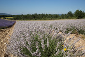 White Lavender bio-regeneration project 