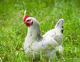 A range of organic and animal welfare chicken 
