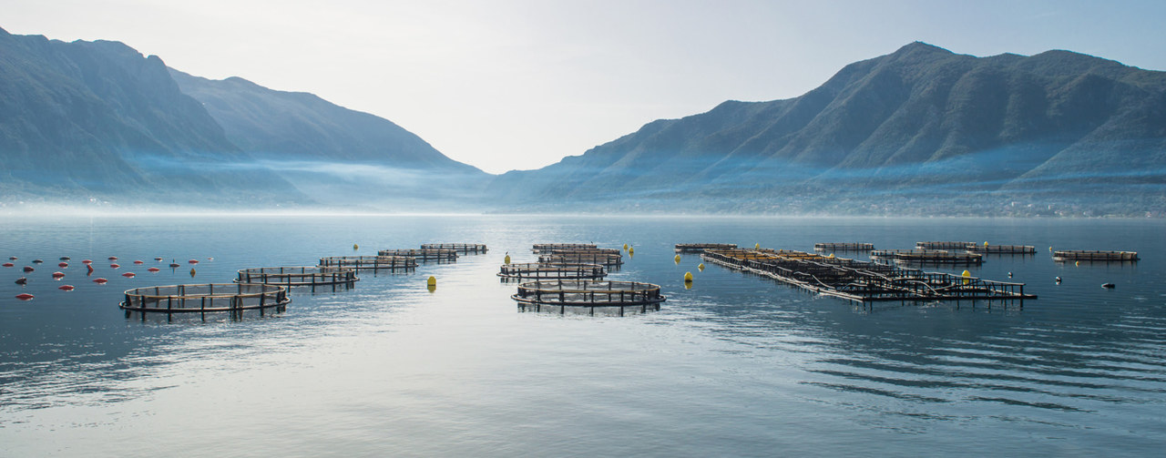 Several aquacultures in a lake between mountains.