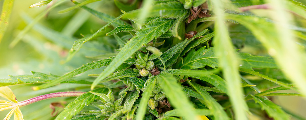 Hemp plant