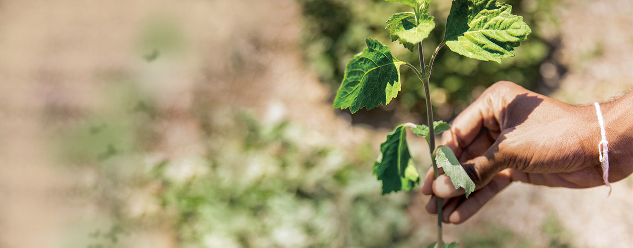 Hand with plant