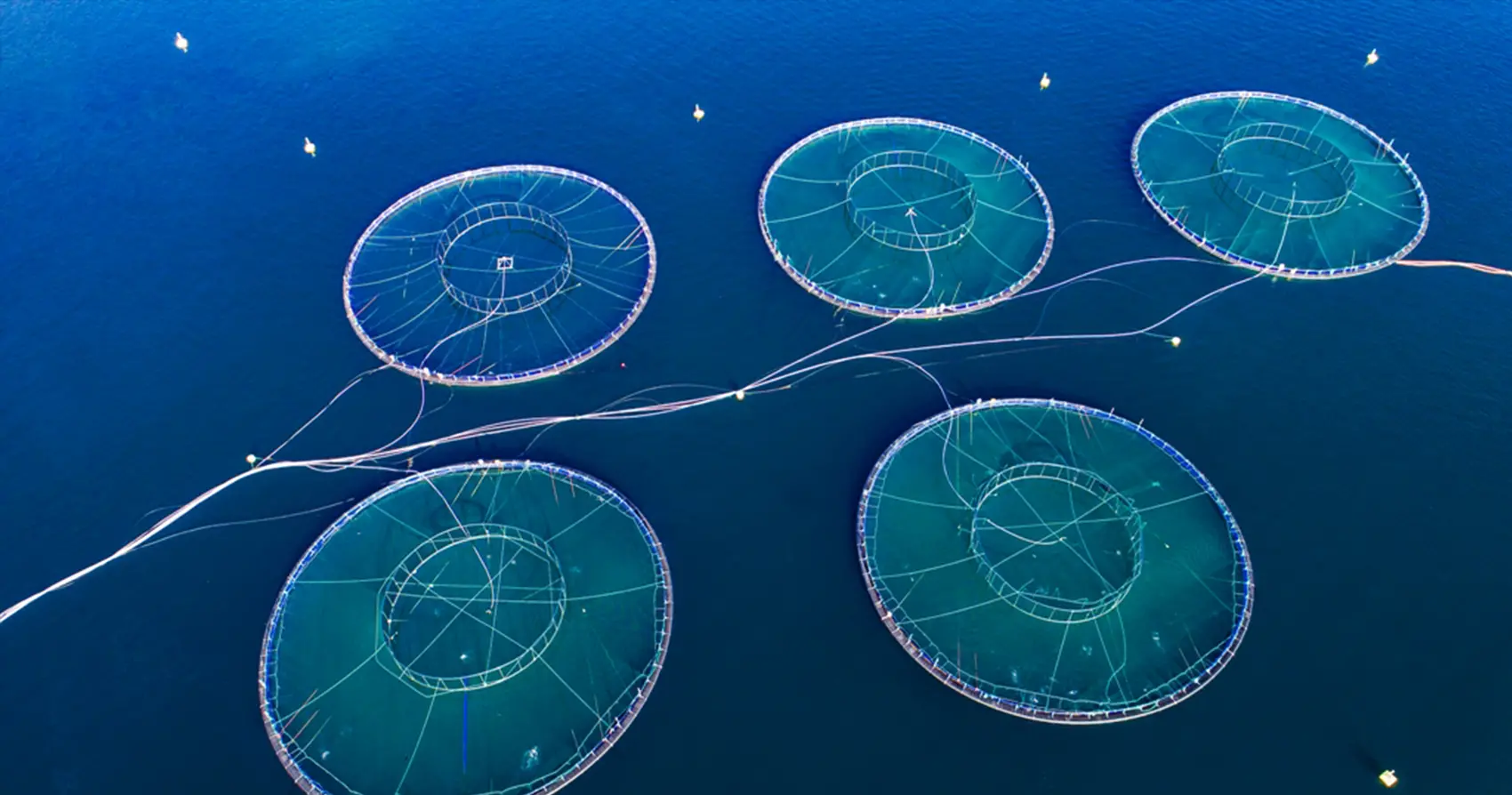 Aquaculture from above in the middle of the sea.