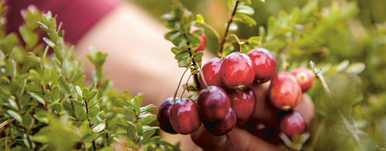 Ast mit rooten Beeren.