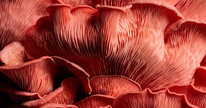 pink mushrooms
