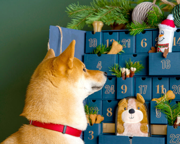 sitzender Hund schaut ein Adventskalender