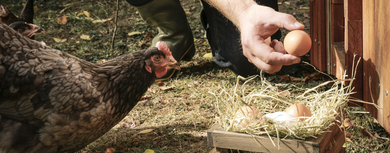 Chicken and a hand holding an egg