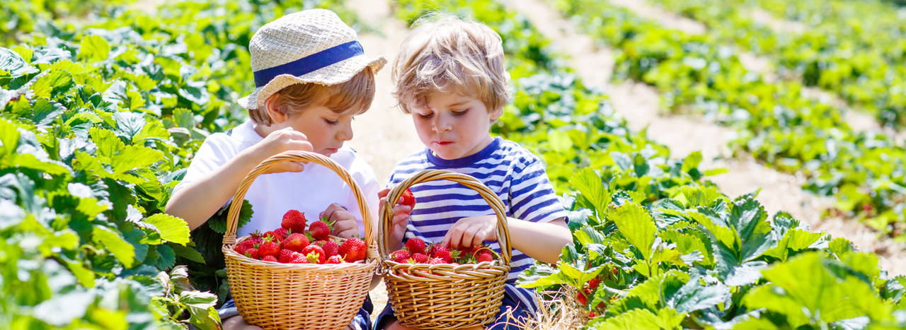 Two little boys are sitting in a strawberry field with two baskets full of strawberries.