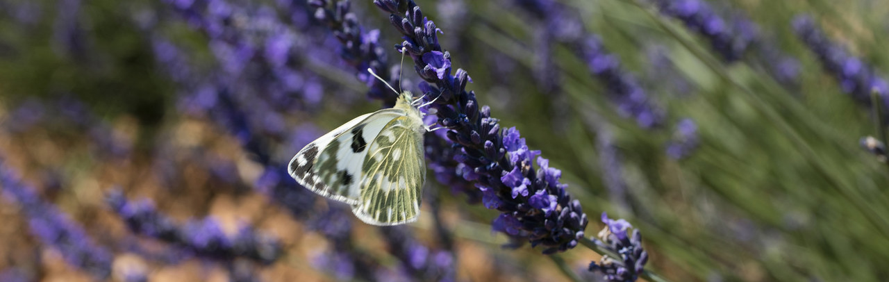 Schutz von Biodiversität und Ökosystemen