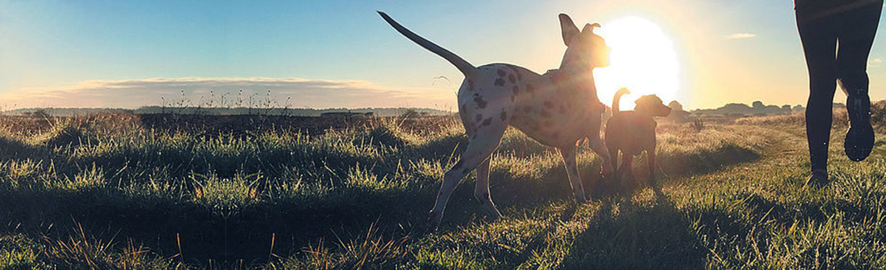 Zwei Hunde laufen bei Sonnenuntergang durch ein Feld.