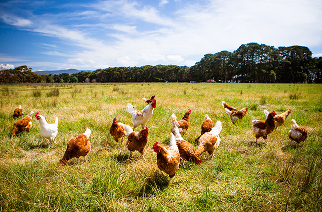 Chicken and meat products