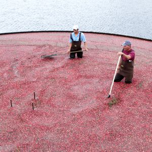Two men are standing in a large container full of red berries.