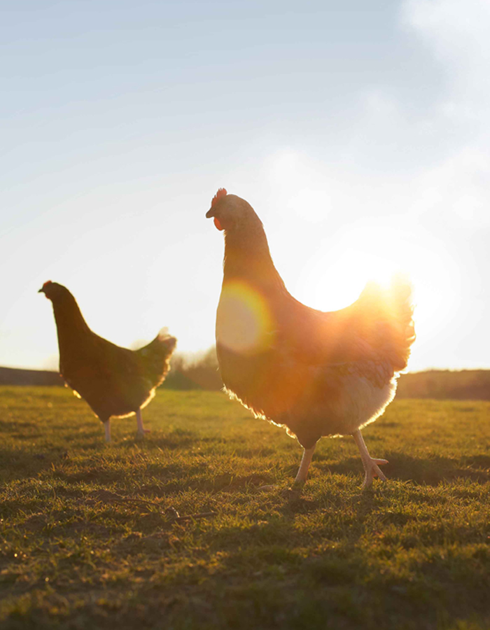 chickens on a field