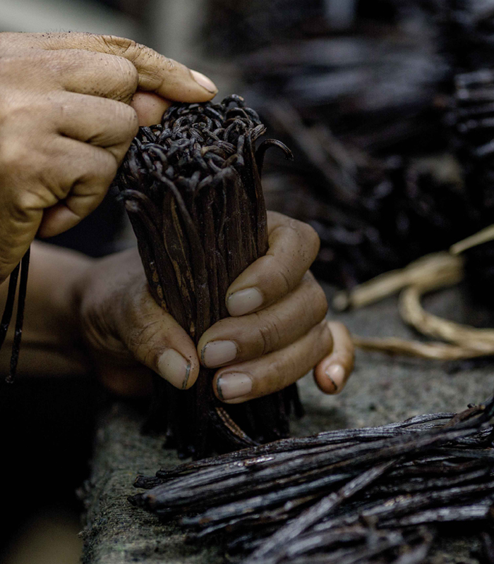 hands holding vanilla beans