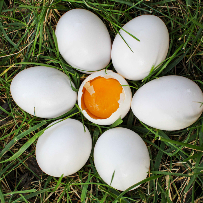 white eggs