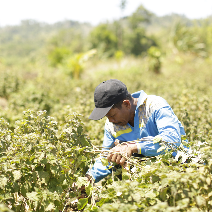 man in a patchouli field