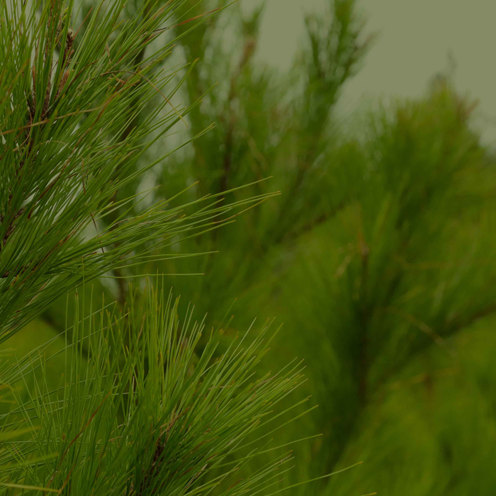 pine branch