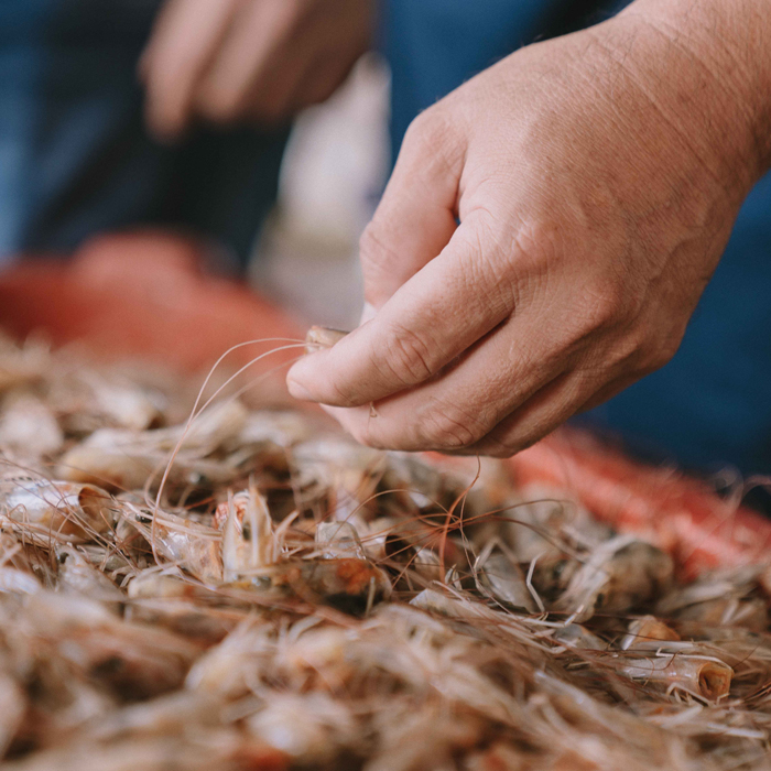 hands peeling shrimps