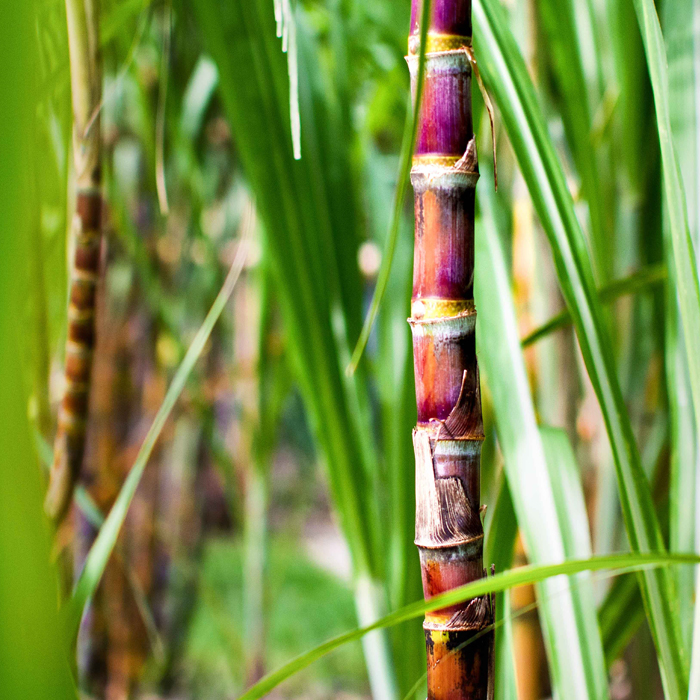 sugar cane