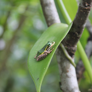 Schutz von Biodiversität und Ökosystemen