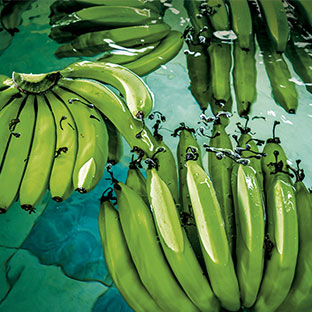 Sustainable banana growth