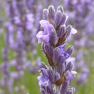 Förderung von nachhaltigem Lavendel